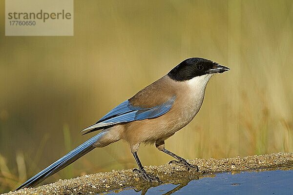 Erwachsene Blaue Elster (Cyanopica cyana)  trinkt im Schwimmbad  Nordspanien  Juli