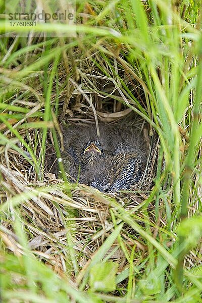 Wiesenpieper (Anthus pratensis)  Singvögel  Tiere  Vögel  Meadow Pipit chicks  sitting in nest  Suffolk  England  may