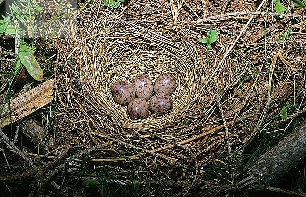 Baumpieper (Anthus trivialis)  Singvögel  Tiere  Vögel  Tree Pipit nest and eggs