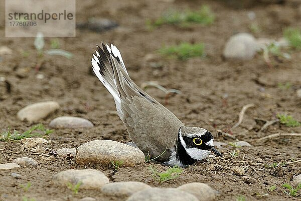 Flussregenpfeifer (Charadrius dubius) erwachsenes Männchen  Sommergefieder  ausstellend  Midlands  England  Juni