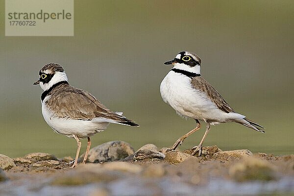 Kleiner Flussregenpfeifer (Charadrius dubius) erwachsenes Paar  Sommergefieder  ausstellend  Midlands  England  April