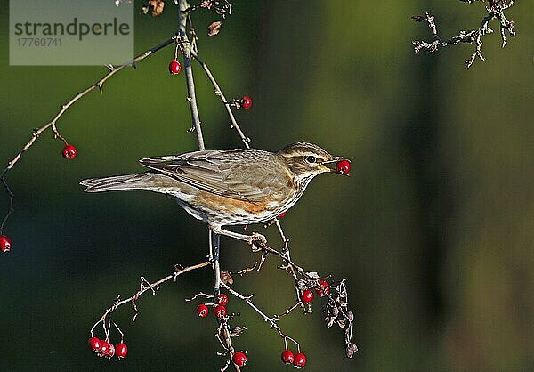 Rotflügel (Turdus iliacus) erwachsen  ernährt sich von Weißdornbeeren  Staffordshire  England  Dezember