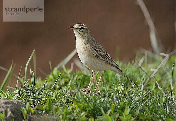 Waldpieper (Anthus campestris) erwachsen  stehend auf steinigem Grasland  Armenien  Mai  Asien