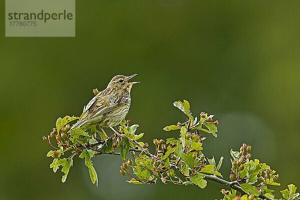 Baumpieper (Anthus trivialis) erwachsen  singend  auf Weißdorn sitzend  Cotswolds  Gloucestershire  England  Juni