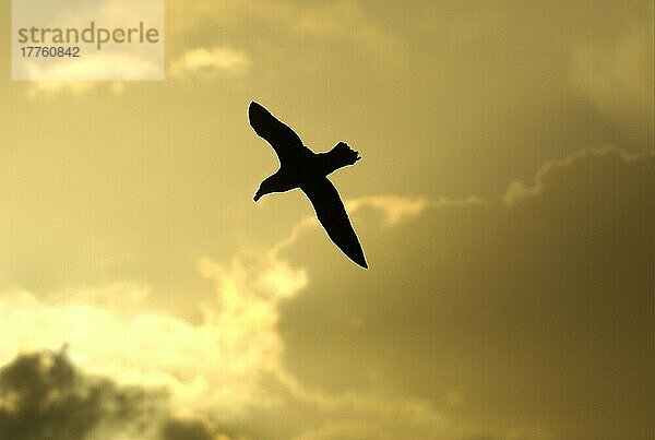 Südlicher Riesensturmvogel (Macronectes giganteus)  Südliche Riesensturmvögel  Röhrennasen  Tiere  Vögel  Southern Giant-petrel adult  in flight  Silhouette at sunset  Falkland Islands