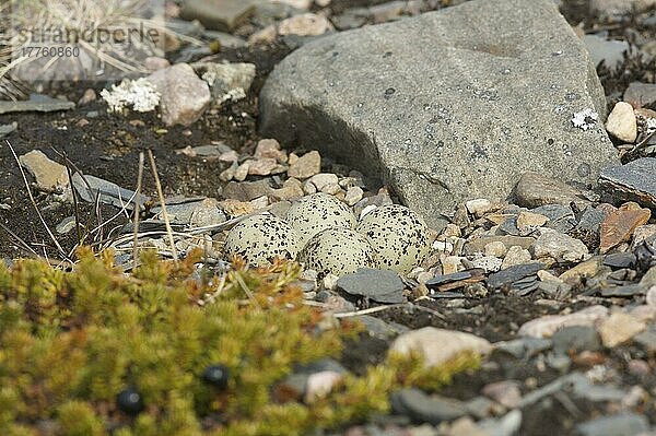 Flussregenpfeifer (Charadrius hiaticula)  Nest mit Eiern  getarnt zwischen Steinen im Bergleben  Kongsfjord  Varanger  Finnmark  Norwegen  Europa