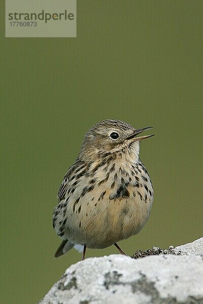 Wiesenpieper (Anthus pratensis)  erwachsen  singend  auf Felsen sitzend  England  Großbritannien  Europa