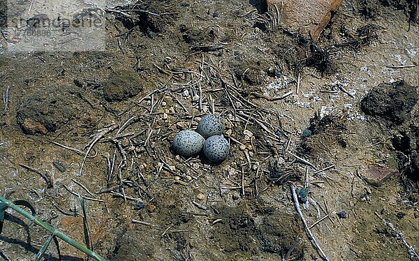 Seeregenpfeifer (Charadrius alexandrinus)  Tiere  Vögel  Watvögel  Kentish Plover three eggs in nest