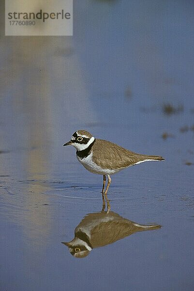 Flussregenpfeifer (Charadrius dubius) Erwachsener im Wasser stehend  Reflexion (S)