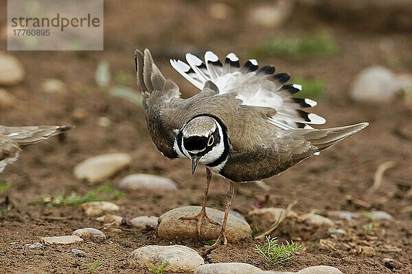 Flussregenpfeifer (Charadrius dubius) erwachsenes Männchen  Sommergefieder  ausstellend  Midlands  England  Juni