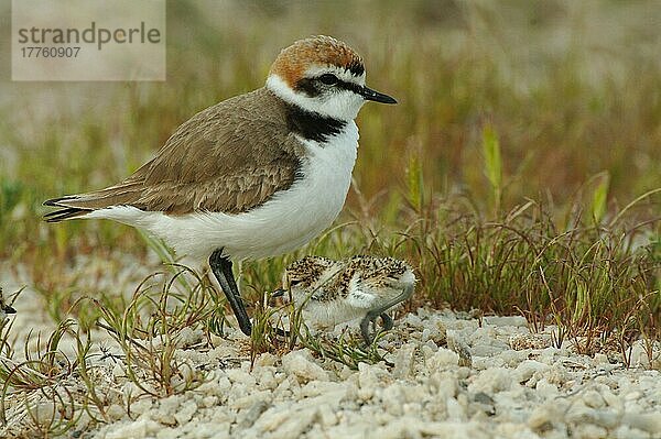 Seeregenpfeifer (Charadrius alexandrinus)  erwachsener Mann mit Küken  Lesbos  Griechenland  April  Europa