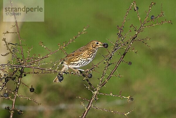 Singdrossel (Turdus philomelos)  erwachsen  in Schlehe gehüllt  Schlehenfraß  England  November