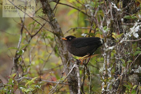 Rußdrossel (Turdus nigrescens) erwachsen  im Busch sitzend  Costa Rica  Februar  Mittelamerika