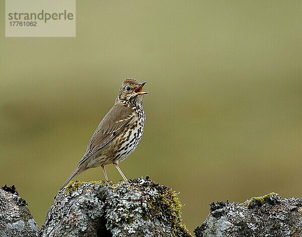 Singdrossel (Turdus philomelos) erwachsen  singend  stehend auf flechten- und moosbedecktem Stein  England  Frühling