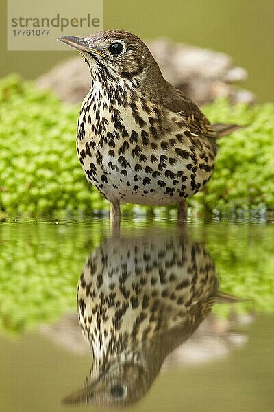 Singdrossel (Turdus philomelos) erwachsen  stehend im Wasser mit Spiegelung  Niederlande  April  Europa