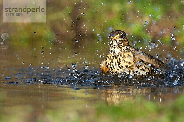 Singdrossel (Turdus philomelos) Erwachsene  Baden im Waldteich  Norfolk  England  Januar