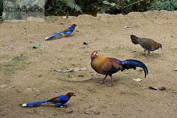 Ceylon Blue Magpie und Jungle Fowl  die beide in Sri Lanka endemisch sind