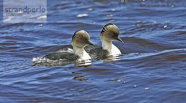 Silbertaucher (Podiceps occipitalis)  erwachsenes schwimmendes Paar  Tussock-Teich  Seelöweninsel  Ostfalkland