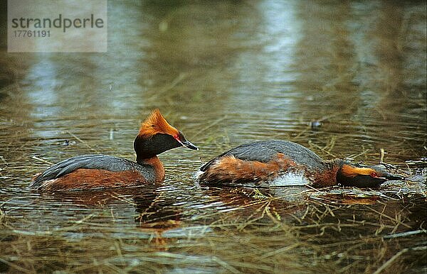 Ohrentaucher (Podiceps auritus)  erwachsenes Weibchen  das das Männchen zur Paarung ruft  Schottland  Großbritannien  Europa