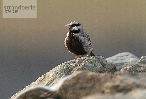 Aschekronenlerche (Eremopterix grisea)  erwachsenes Männchen  auf Felsen sitzend  Koshi Tappu  Nepal  Januar  Asien