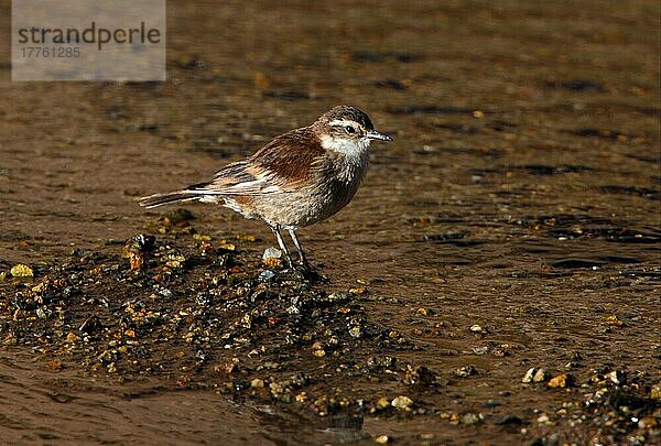 Stabflossen-Cinclodes (Cinclodes fuscus) erwachsen  stehend im seichten Strom  Salta  Argentinien  Januar  Südamerika