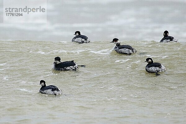 Schwarzhalstaucher (Podiceps nigricollis) sechs Erwachsene  Winterkleid  im Meer schwimmender Schwarm  England  Winter