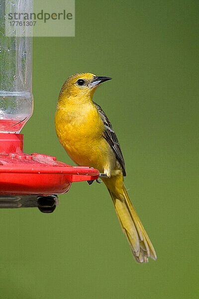 Kapuzentrupial (Icterus cucullatus)  erwachsenes Weibchen  Fütterung am Zuckerwasserfutter (U.) S. A