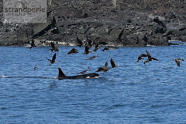Seevögel  hauptsächlich Fregattvögel und Sturmschwalben  folgen dem Orca-Wal  der gerade eine Robbe getötet hat