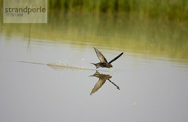 Mauersegler (Apus apus) Erwachsener im Flug über Wasser  trinkend