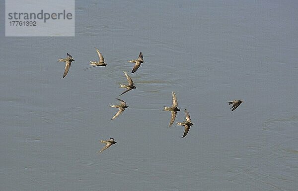 Mauersegler (Apus apus) Erwachsene  Gruppe im Flug über Wasser  Spanien  Europa