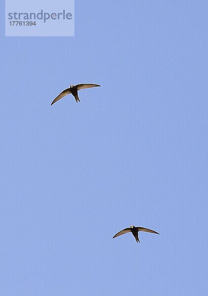 Fahlsegler (Apus pallidus) zwei Erwachsene  im Flug  Großer Kaukasus  Georgien  Frühling  Asien