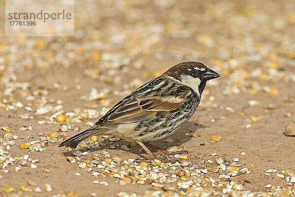 Spanischer Sperling (Passer hispaniolensis)  erwachsenes Männchen  ernährt sich von Getreide  Lanzarote  Kanarische Inseln