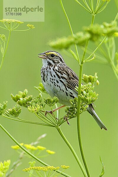 Savannensperling (Passerculus sandwichensis)  erwachsenes Männchen  singend  in wilder Pastinake sitzend (U.) S. A