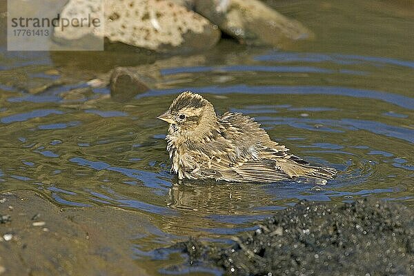 Feldsperling (Petronia petronia) erwachsen  badend in Fluss-Seichten  Extramadura  Spanien  September  Europa