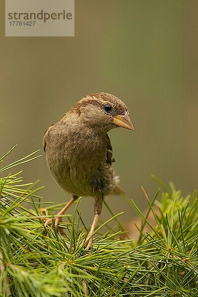 Haussperling (Passer domesticus)  erwachsenes Weibchen  auf einer Hecke sitzend  Norfolk  England  Juli