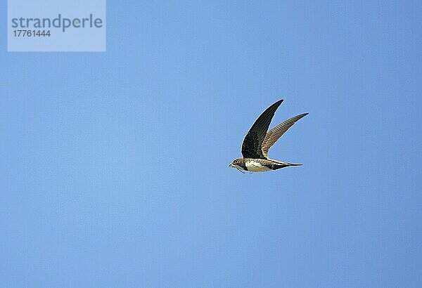 Alpensegler (Apus melba) adult  im Flug  sammelt Nestmaterial  Westtürkei  kann