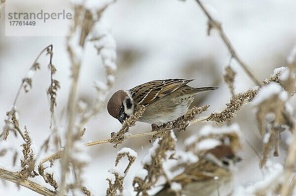 Erwachsener Eurasischer Feldsperling (Passer montanus)  erwachsen  ernährt sich von Samen  sitzt im Schnee auf dem Pflanzenstamm  Norfolk  England  Winter