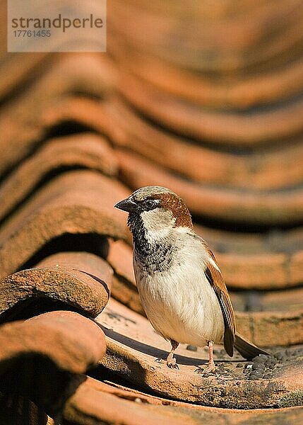 Haussperling (Passer domesticus)  erwachsener Mann  stehend auf Dachziegeln  Norfolk  England  April