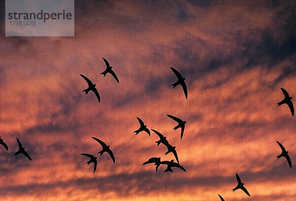 Mauersegler-Schwarm (Apus apus)  im Flug  Silhouette bei Sonnenuntergang  Frankreich  Europa