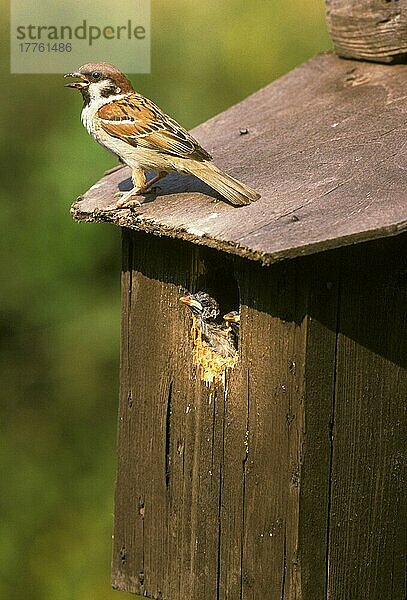 Feldsperling (Passer montanus) Jung im Nest  Erwachsener auf der Spitze des Nestlochs ruft (S)