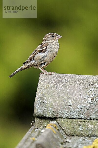 Haussperling (Passer domesticus)  erwachsene Frau  stehend auf Ziegeldach  Staffordshire  England  August