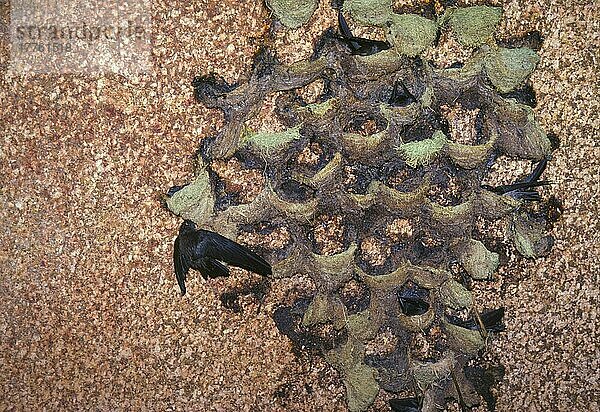 Höhlensegler (Collocalia francica elaphra) Vögel am Nistplatz  La Digue  Seychellen  Afrika