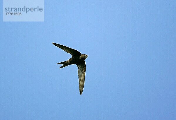 Mauersegler (Apus apus) erwachsen im Flug  Lower Layham  Suffolk  England  Juli