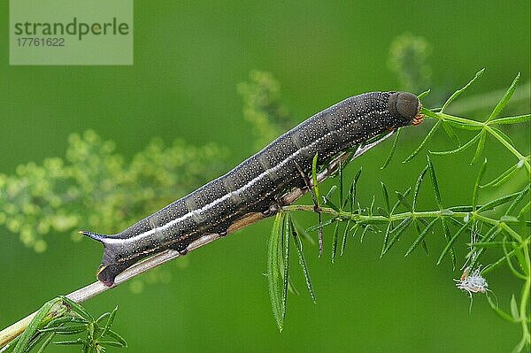 Taubenschwänzchen (Macroglossum stellatarum)  Taubenschwanz  Karpfenschwanz  Schwärmer  Insekten  Motten  Schmetterlinge  Tiere  Andere Tiere  Hummingbird Hawkmoth fully grown final instar larva  feeding on bedstraw  O