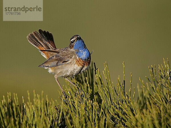 Weissterniges Blaukehlchen (Luscinia svecica cyanecula)  Weissternige Blaukehlchen  Singvögel  Tiere  Vögel  White-spotted Bluethroat adult male  displaying  Gredos  Spain  may