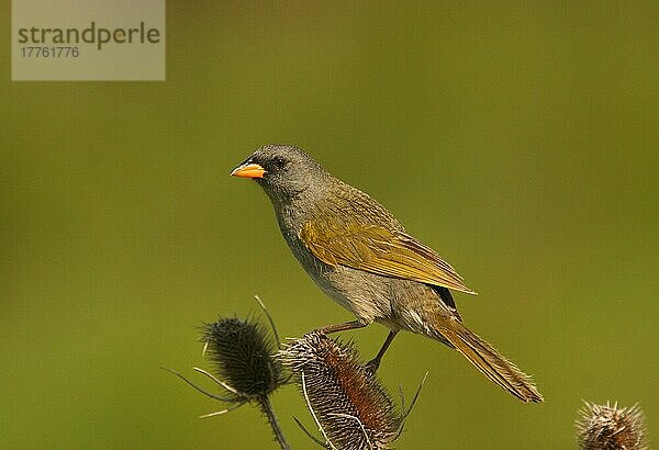 Erwachsener Großer Pampa-Fink (Embernagra platensis)  erwachsen  auf Teesamenkopf sitzend  Rincon de Cobo  Provinz Buenos Aires  Argentinien  November  Südamerika