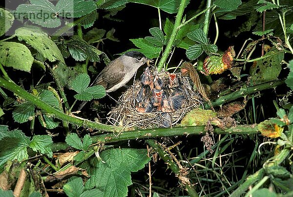 Mönchsgrasmücke  Mönchsgrasmücken (Sylvia atricapilla)  Singvögel  Tiere  Vögel  Blackcap Male at nest  feeding young