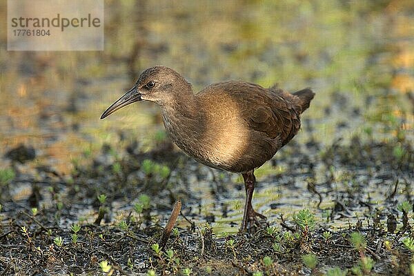 Plumbeous Rail (Pardirallus sanguinolentus)  jugendlich  im Flachwasser laufend  Rincon de Cobo  Provinz Buenos Aires  Argentinien  Dezember  Südamerika