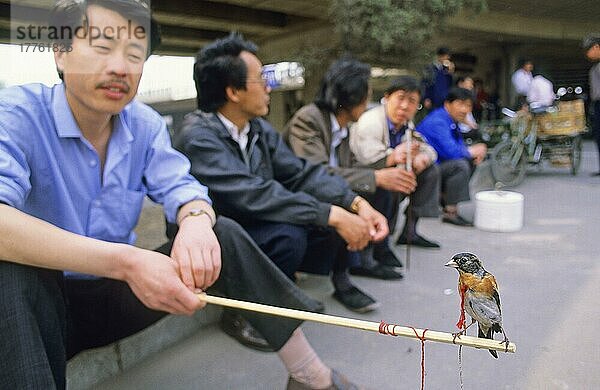 Brambling (Fringilla montifringilla)  erwachsenes Männchen  Vogel in Gefangenschaft auf einem Stock  den der Mann auf dem Markt hält  Peking  China  Mai  Asien