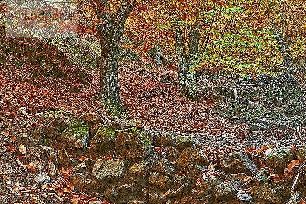 Herbst  Kastanienwald (Castanea sativa)  Valle del Genal  Genal-Tal  Flusstal des Genal  Serrania de Ronda  Provinz Malaga  Andalusien. Spanien